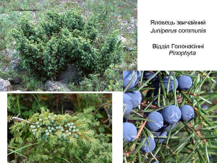 Яловець звичайний Juniperus communis Відділ Голонасінні Pinophyta 