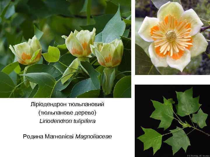 Ліріодендрон тюльпановий (тюльпанове дерево) Liriodendron tulipifera Родина Магнолієві Magnoliaceae 