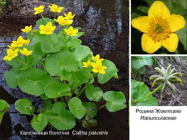 Родина Жовтецеві Ranunculaceae Калюжниця болотна Caltha palustris 