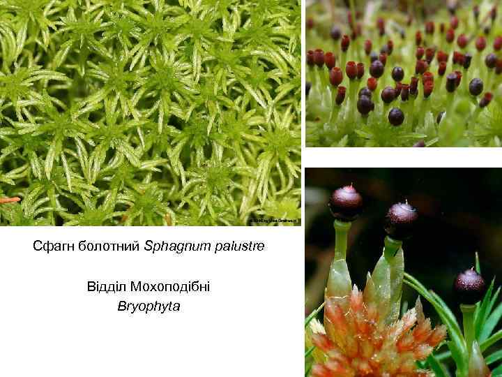 Сфагн болотний Sphagnum palustre Відділ Мохоподібні Bryophyta 