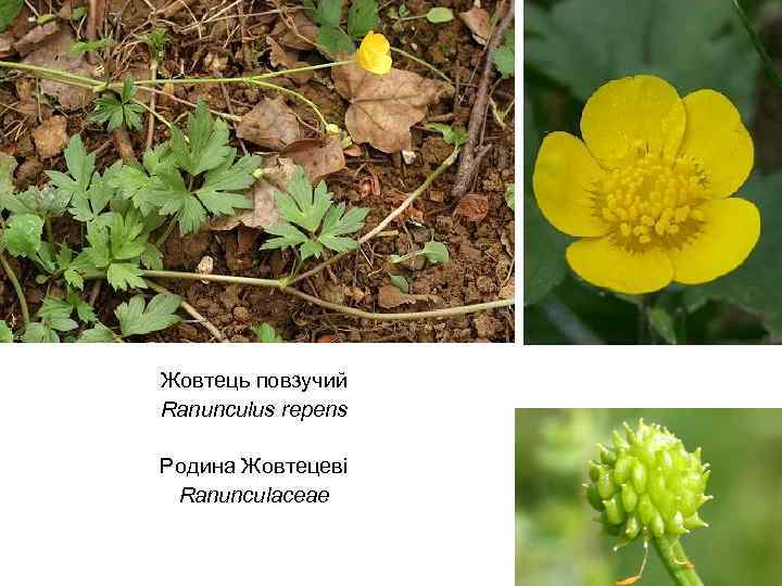 Жовтець повзучий Ranunculus repens Родина Жовтецеві Ranunculaceae 