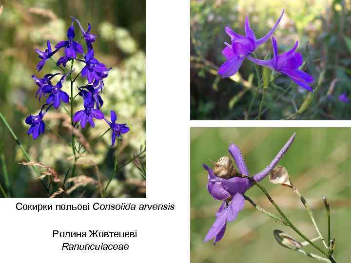 Сокирки польові Consolida arvensis Родина Жовтецеві Ranunculaceae 