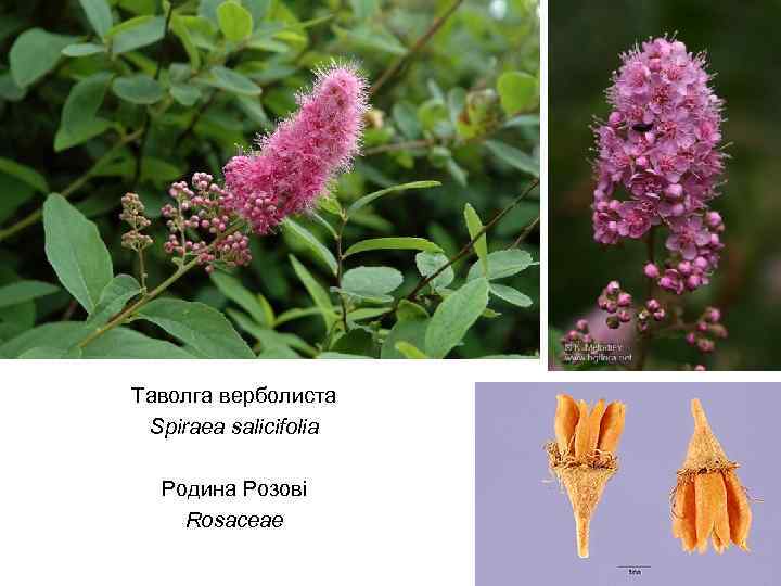 Таволга верболиста Spiraea salicifolia Родина Розові Rosaceae 