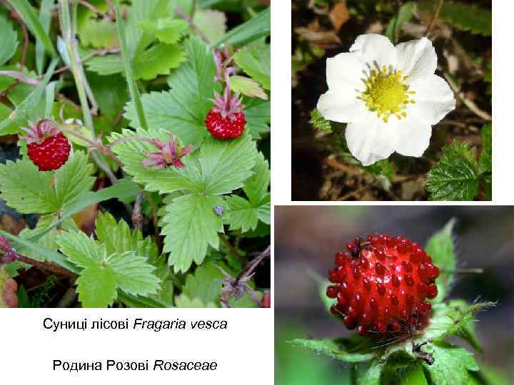 Суниці лісові Fragaria vesca Родина Розові Rosaceae 