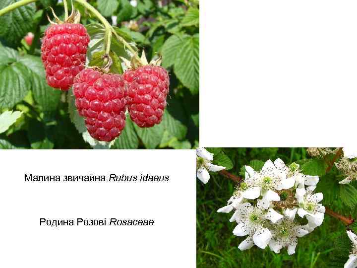 Малина звичайна Rubus idaeus Родина Розові Rosaceae 
