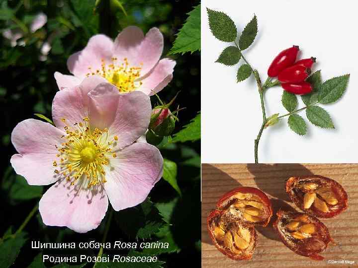 Шипшина собача Rosa canina Родина Розові Rosaceae 