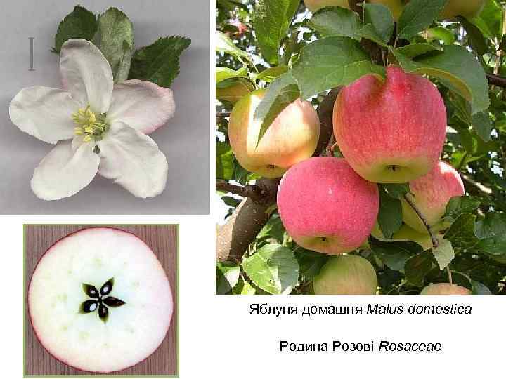 Яблуня домашня Malus domestica Родина Розові Rosaceae 