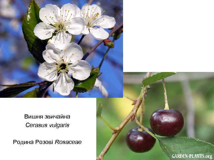 Вишня звичайна Cerasus vulgaris Родина Розові Rosaceae 