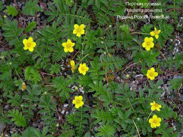 Перстач гусячий Potentilla anserina Родина Розові Rosaceae 