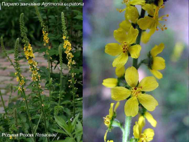 Парило звичайне Agrimonia eupatoria Родина Розові Rosaceae 