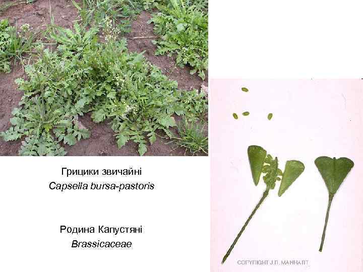 Грицики звичайні Capsella bursa-pastorіs Родина Капустяні Brassicaceae 