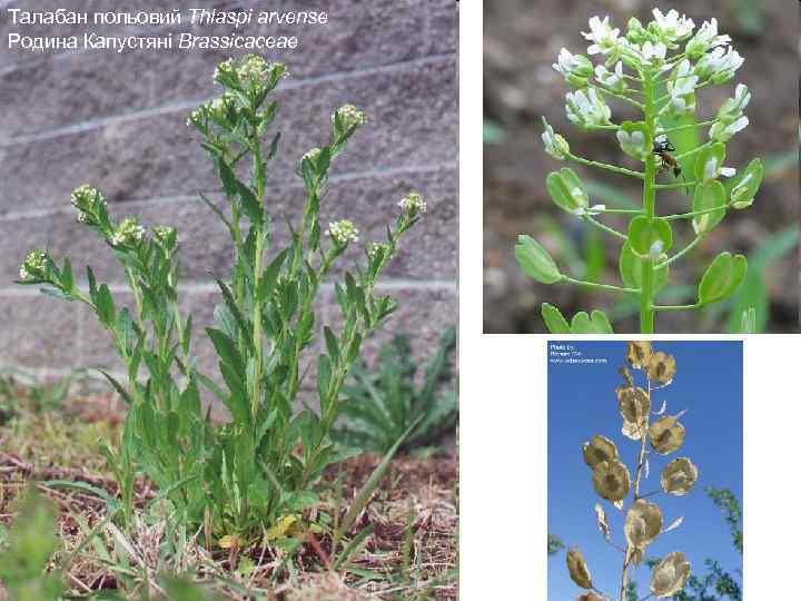 Талабан польовий Thlaspi arvense Родина Капустяні Brassicaceae 