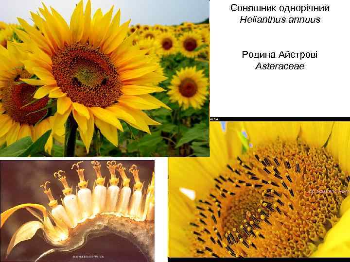 Соняшник однорічний Helianthus annuus Родина Айстрові Asteraceae 
