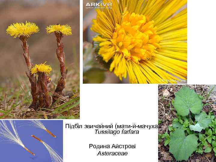 Підбіл звичайний (мати-й-мачуха) Tussilago farfara Родина Айстрові Asteraceae 