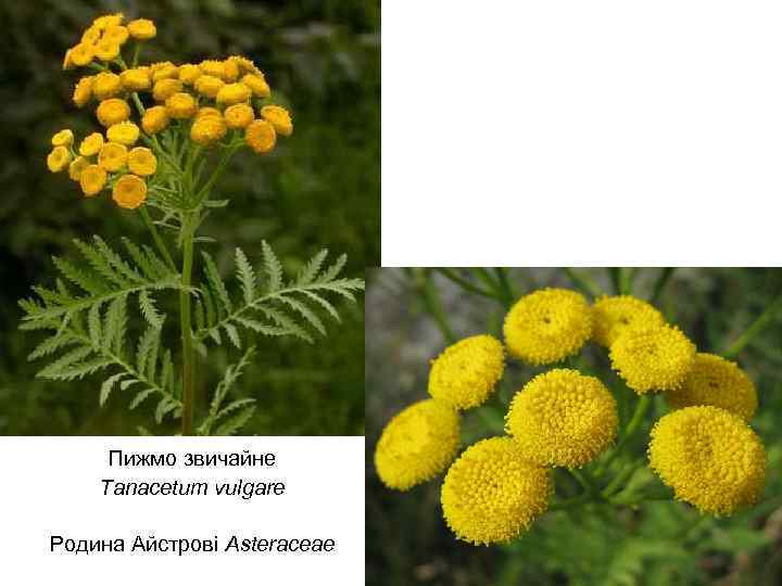 Пижмо звичайне Tanacetum vulgare Родина Айстрові Asteraceae 