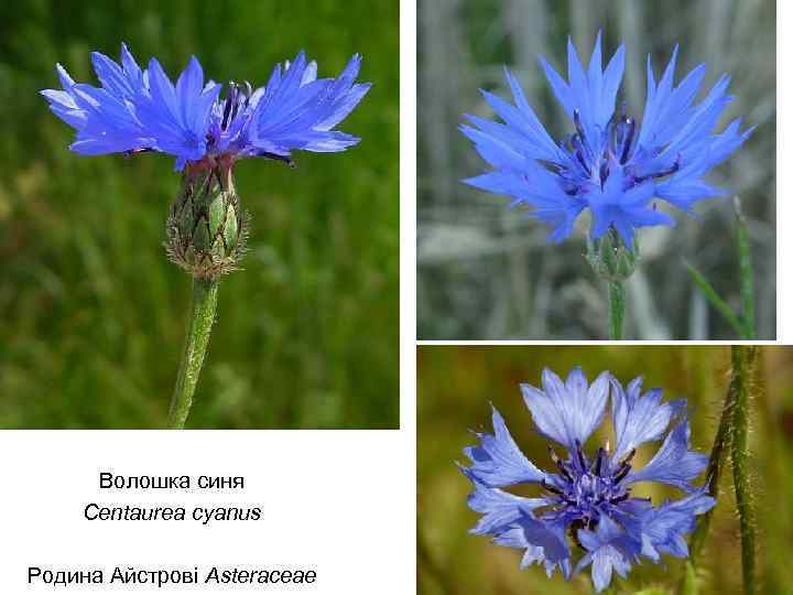 Волошка синя Centaurea cyanus Родина Айстрові Asteraceae 