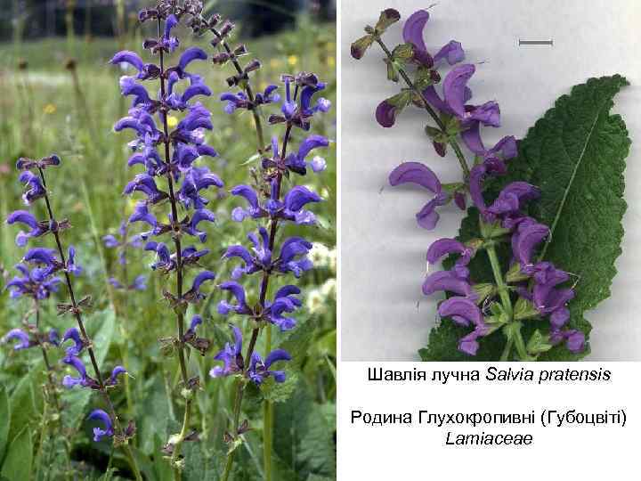 Шавлія лучна Salvia pratensis Родина Глухокропивні (Губоцвіті) Lamiaceae 