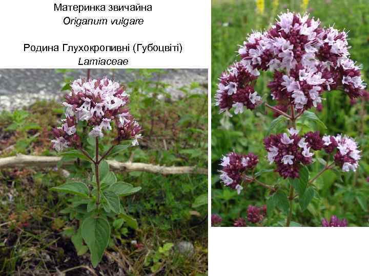 Материнка звичайна Origanum vulgare Родина Глухокропивні (Губоцвіті) Lamiaceae 