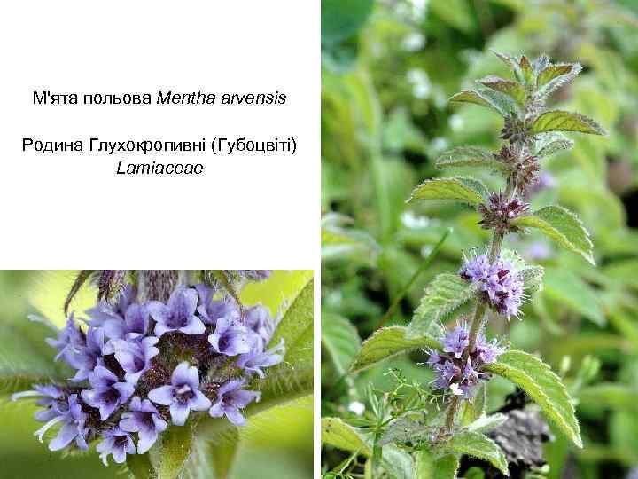 М'ята польова Mentha arvensis Родина Глухокропивні (Губоцвіті) Lamiaceae 