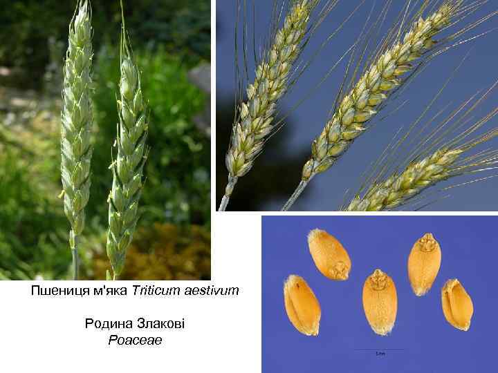 Пшениця м'яка Triticum aestivum Родина Злакові Poaceae 