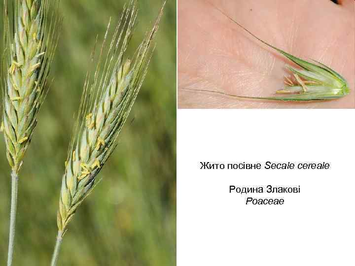 Жито посівне Secale cereale Родина Злакові Poaceae 