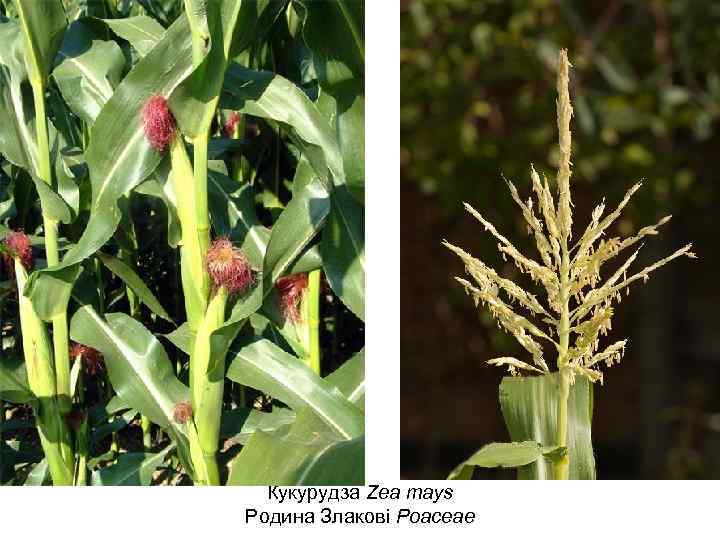 Кукурудза Zea mays Родина Злакові Poaceae 