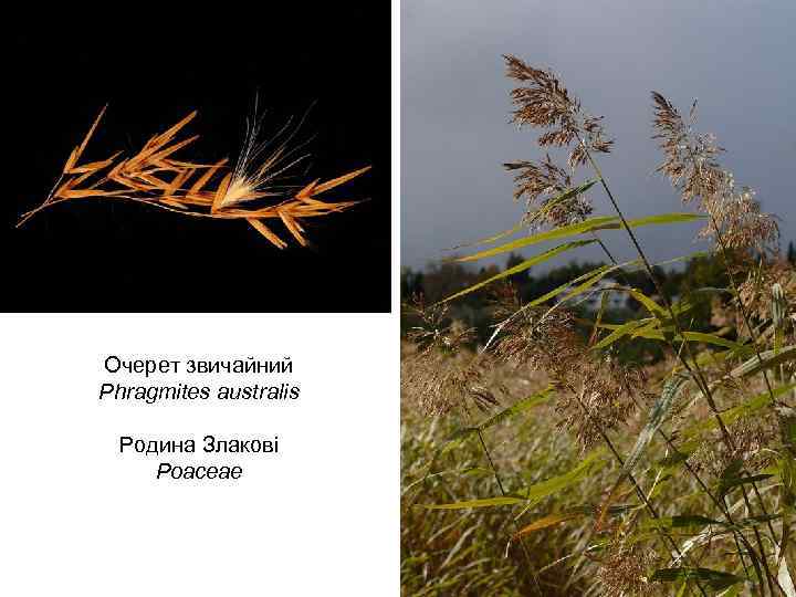 Очерет звичайний Phragmites australis Родина Злакові Poaceae 