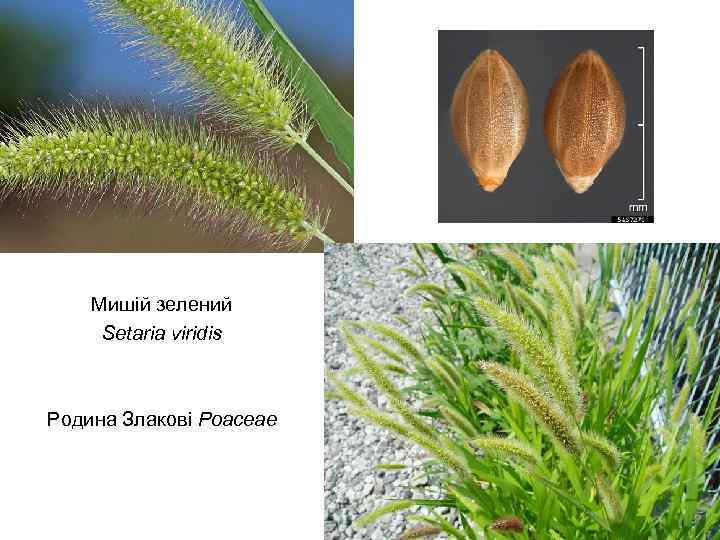 Мишій зелений Setaria viridis Родина Злакові Poaceae 