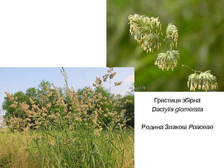 Грястиця збірна Dactylis glomerata Родина Злакові Poaceae 