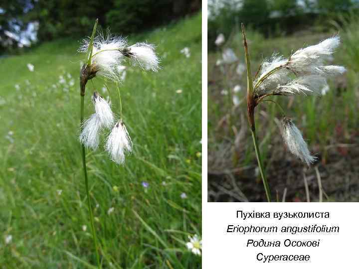 Пухівка вузьколиста Eriophorum angustifolium Родина Осокові Cyperaceae 