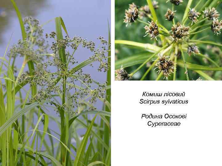 Комиш лісовий Scirpus sylvaticus Родина Осокові Cyperaceae 