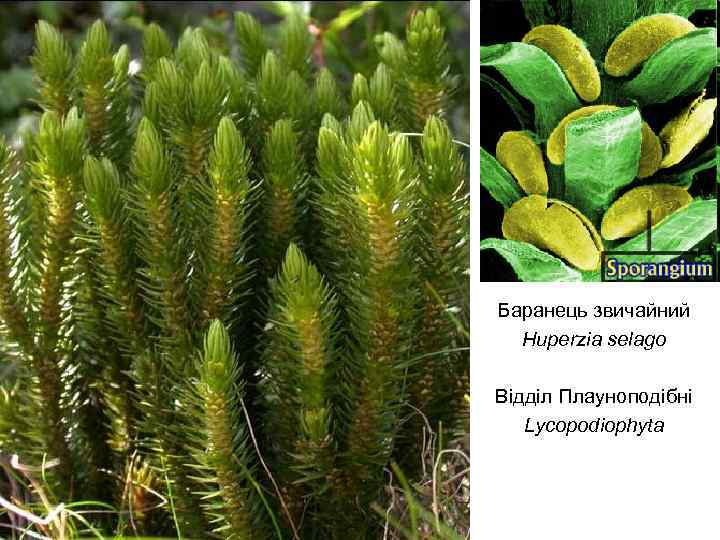 Баранець звичайний Huperzia selago Відділ Плауноподібні Lycopodiophyta 