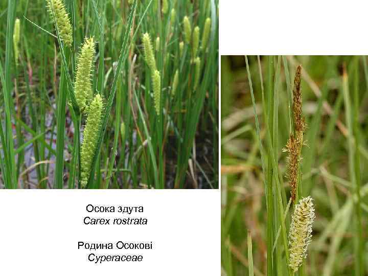Осока здута Carex rostrata Родина Осокові Cyperaceae 