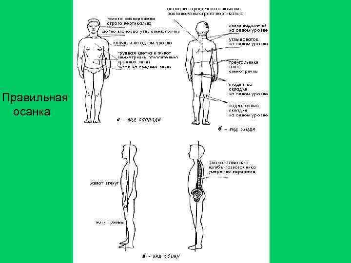  Правильная осанка 