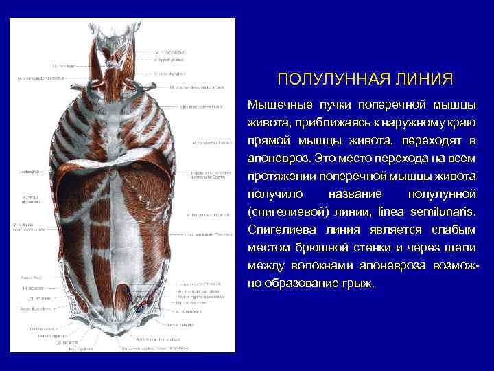 ПОЛУЛУННАЯ ЛИНИЯ Мышечные пучки поперечной мышцы живота, приближаясь к наружному краю прямой мышцы живота,