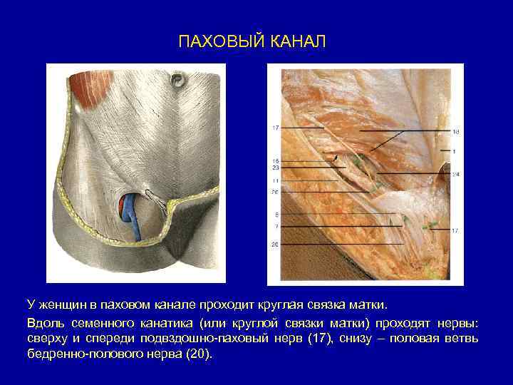 Паховый канал анатомия у мужчин схема