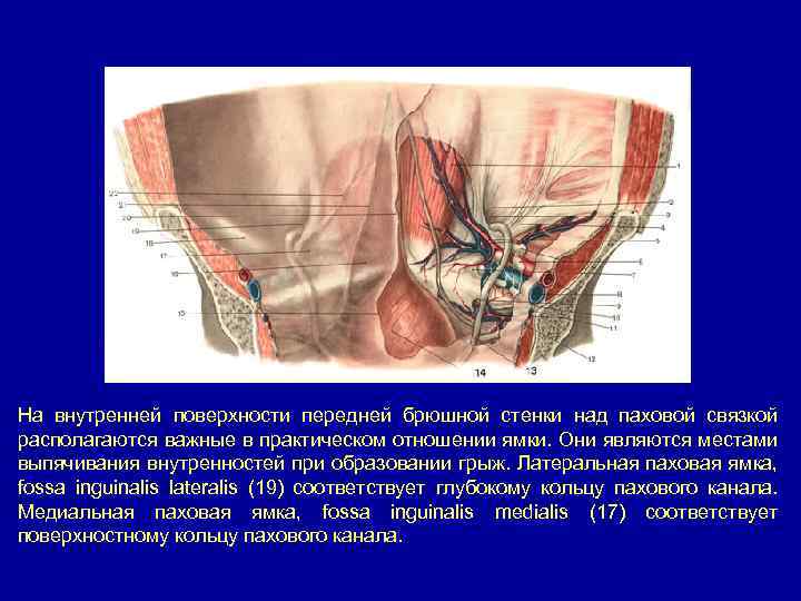 На внутренней поверхности передней брюшной стенки над паховой связкой располагаются важные в практическом отношении