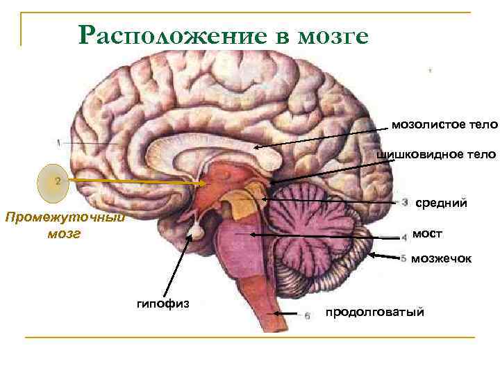 Расположение в мозге мозолистое тело шишковидное тело средний Промежуточный мозг мост мозжечок гипофиз продолговатый