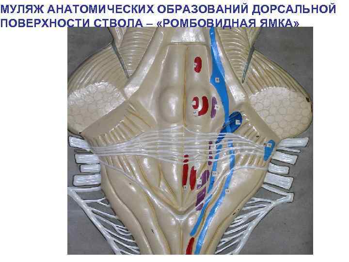 МУЛЯЖ АНАТОМИЧЕСКИХ ОБРАЗОВАНИЙ ДОРСАЛЬНОЙ ПОВЕРХНОСТИ СТВОЛА – «РОМБОВИДНАЯ ЯМКА» 