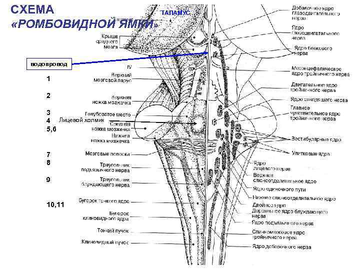 СХЕМА ТАЛАМУС «РОМБОВИДНОЙ ЯМКИ» водопровод 1 2 3 4 Лицевой холмик 5, 6 7