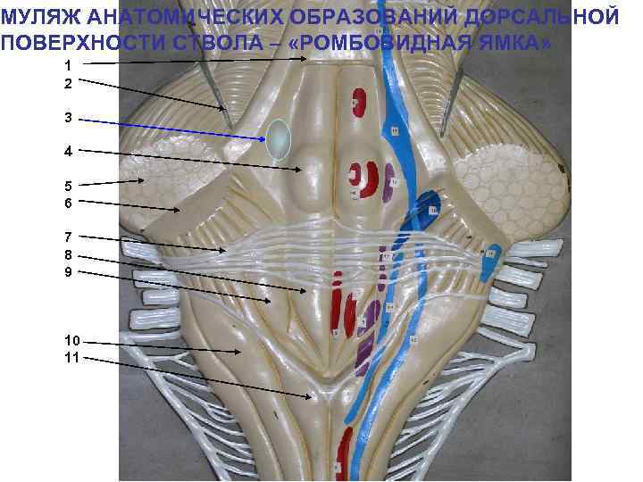 МУЛЯЖ АНАТОМИЧЕСКИХ ОБРАЗОВАНИЙ ДОРСАЛЬНОЙ ПОВЕРХНОСТИ СТВОЛА – «РОМБОВИДНАЯ ЯМКА» 1 2 3 4 5