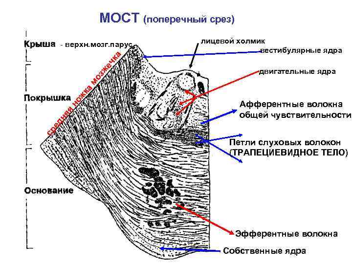МОСТ (поперечный срез) лицевой холмик вестибулярные ядра двигательные ядра Афферентные волокна общей чувствительности ср