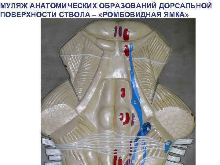 МУЛЯЖ АНАТОМИЧЕСКИХ ОБРАЗОВАНИЙ ДОРСАЛЬНОЙ ПОВЕРХНОСТИ СТВОЛА – «РОМБОВИДНАЯ ЯМКА» 