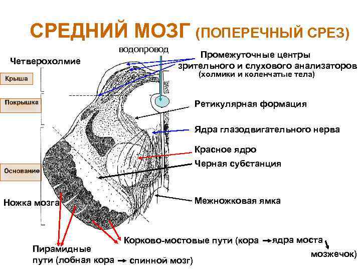 СРЕДНИЙ МОЗГ (ПОПЕРЕЧНЫЙ СРЕЗ) водопровод Четверохолмие Промежуточные центры зрительного и слухового анализаторов (холмики и