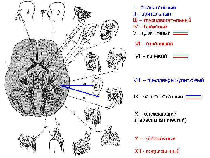 I - обонятельный II – зрительный Ш – глазодвигательный IV – блоковый V -