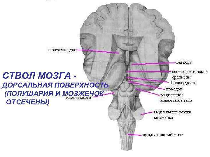 СТВОЛ МОЗГА ДОРСАЛЬНАЯ ПОВЕРХНОСТЬ (ПОЛУШАРИЯ И МОЗЖЕЧОК ОТСЕЧЕНЫ) 