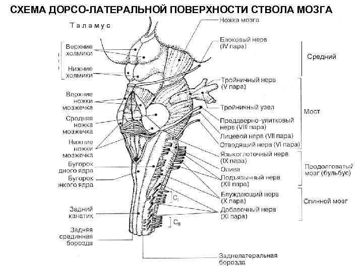 Схема внутреннего строения отделов ствола головного мозга