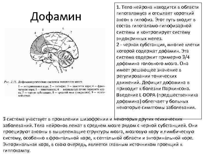 Дофамин 1. Тело нейрона находится в области гипоталамуса и отсылает короткий аксон в гипофиз.