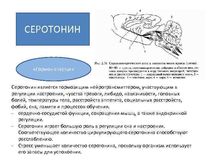 СЕРОТОНИН «Гормон счастья» Серотонин является тормозящим нейротрансмиттером, участвующим в регуляции настроения, чувства тревоги, либидо,