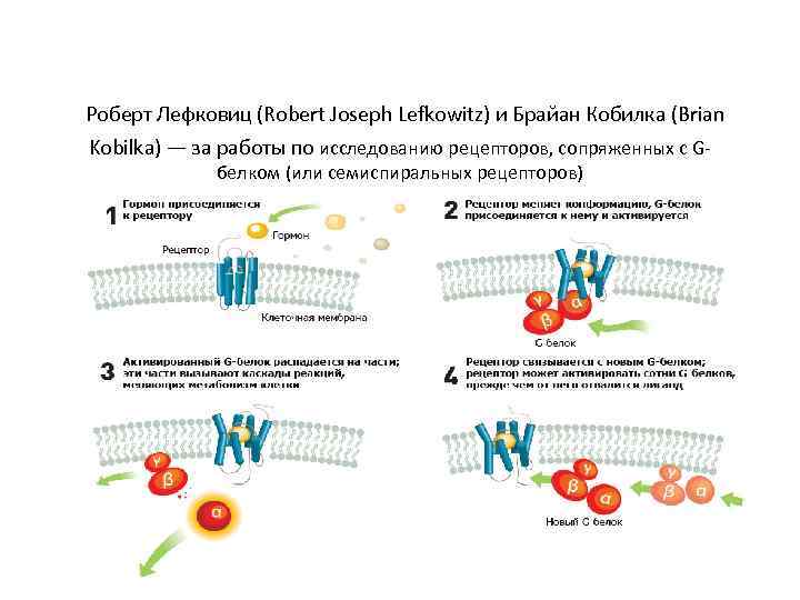  Роберт Лефковиц (Robert Joseph Lefkowitz) и Брайан Кобилка (Brian Kobilka) — за работы